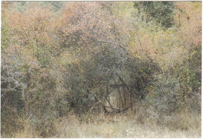 [Thumbnail for sloe hedge in autumn orchard.jpg]